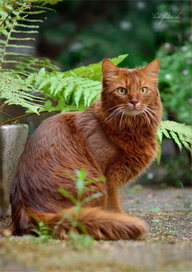 Gato 3